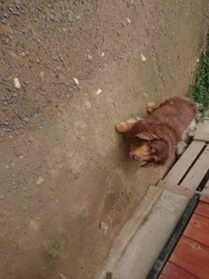 f:id:roukenhome-ann:20190705203142j:plain