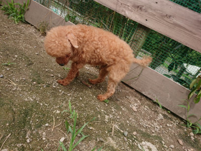 f:id:roukenhome-ann:20190705203214j:plain