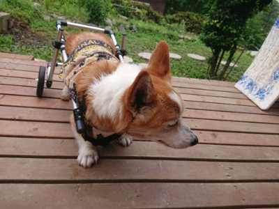 f:id:roukenhome-ann:20190705204804j:plain