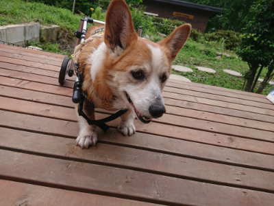 f:id:roukenhome-ann:20190705204813j:plain