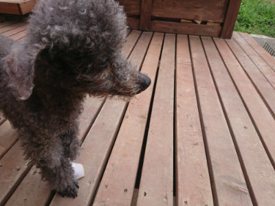 f:id:roukenhome-ann:20190705204819j:plain
