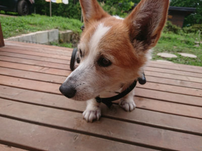 f:id:roukenhome-ann:20190705204821j:plain