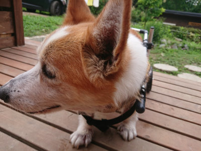 f:id:roukenhome-ann:20190705204827j:plain