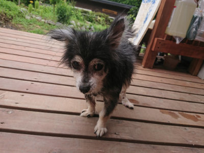 f:id:roukenhome-ann:20190705205131j:plain