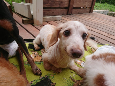 f:id:roukenhome-ann:20190705205138j:plain