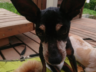 f:id:roukenhome-ann:20190705205229j:plain