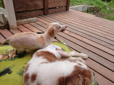 f:id:roukenhome-ann:20190705205235j:plain