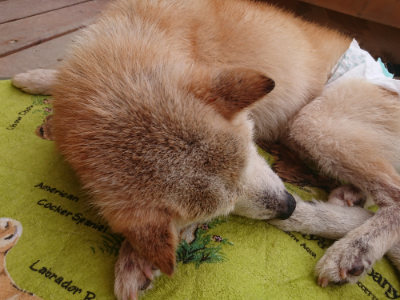 f:id:roukenhome-ann:20190705205342j:plain