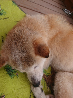 f:id:roukenhome-ann:20190705205347j:plain