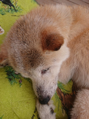 f:id:roukenhome-ann:20190705205417j:plain