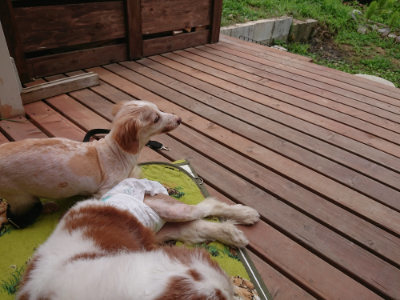 f:id:roukenhome-ann:20190705205508j:plain