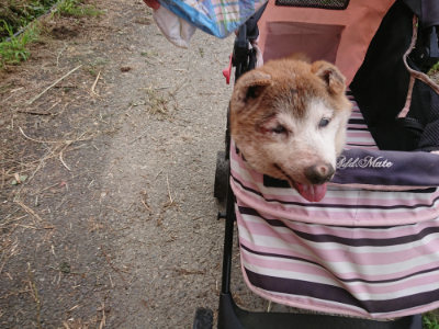 f:id:roukenhome-ann:20190705205632j:plain