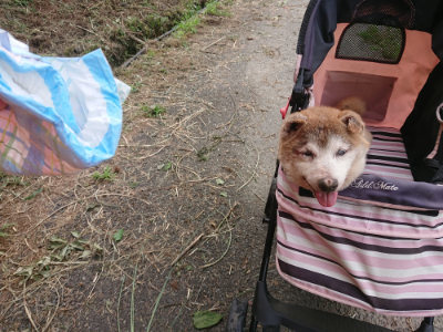 f:id:roukenhome-ann:20190705205643j:plain