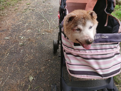 f:id:roukenhome-ann:20190705205645j:plain