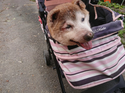 f:id:roukenhome-ann:20190705205704j:plain