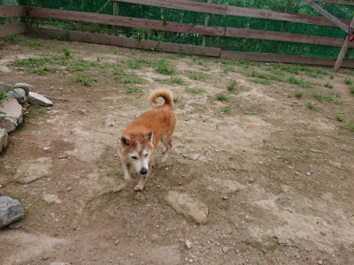 f:id:roukenhome-ann:20190705211232j:plain