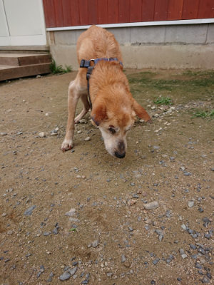 f:id:roukenhome-ann:20190705211327j:plain