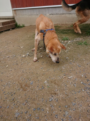 f:id:roukenhome-ann:20190705211438j:plain
