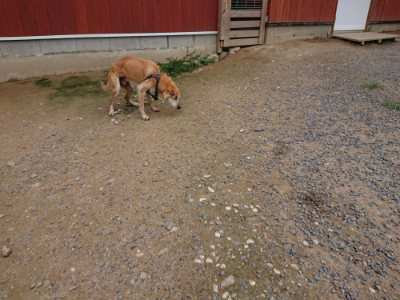 f:id:roukenhome-ann:20190705211540j:plain