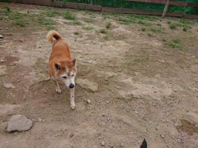 f:id:roukenhome-ann:20190705211625j:plain