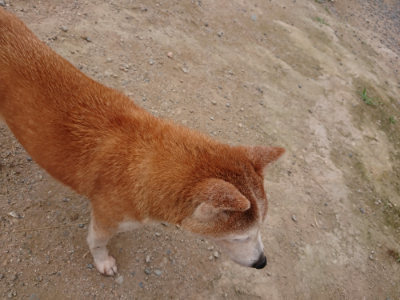 f:id:roukenhome-ann:20190705211633j:plain