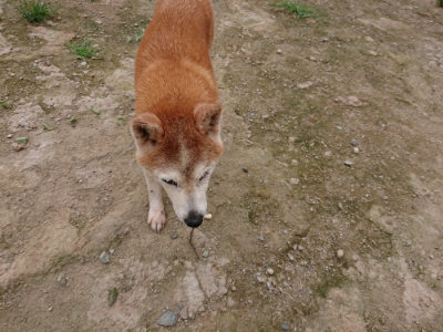 f:id:roukenhome-ann:20190705211658j:plain
