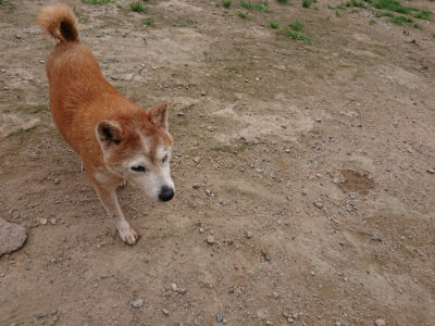 f:id:roukenhome-ann:20190705211706j:plain