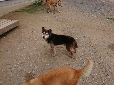 f:id:roukenhome-ann:20190705211901j:plain