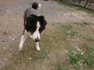 f:id:roukenhome-ann:20190705211921j:plain