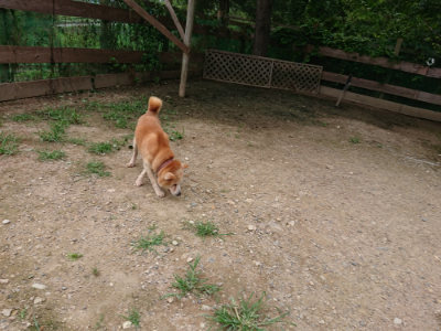 f:id:roukenhome-ann:20190705212013j:plain
