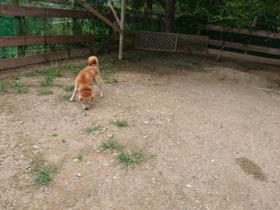f:id:roukenhome-ann:20190705212044j:plain