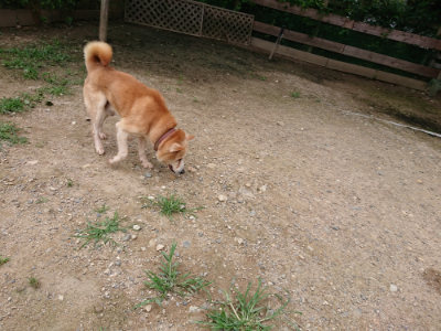f:id:roukenhome-ann:20190705212049j:plain