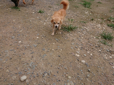 f:id:roukenhome-ann:20190705212100j:plain