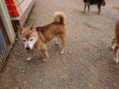 f:id:roukenhome-ann:20190705212518j:plain