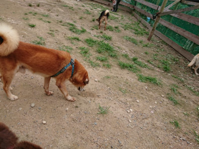 f:id:roukenhome-ann:20190705212556j:plain