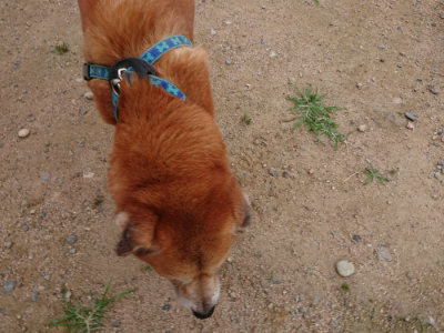f:id:roukenhome-ann:20190705212629j:plain