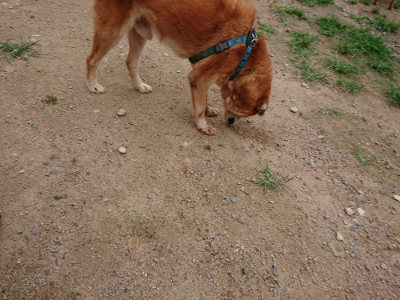 f:id:roukenhome-ann:20190705212641j:plain