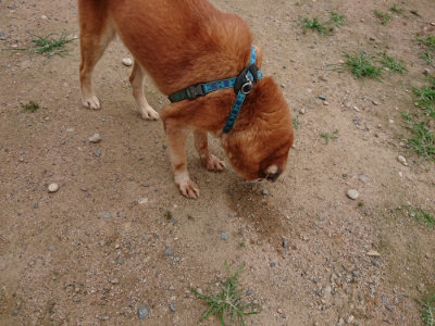f:id:roukenhome-ann:20190705212647j:plain