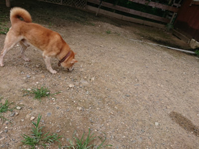 f:id:roukenhome-ann:20190705213021j:plain