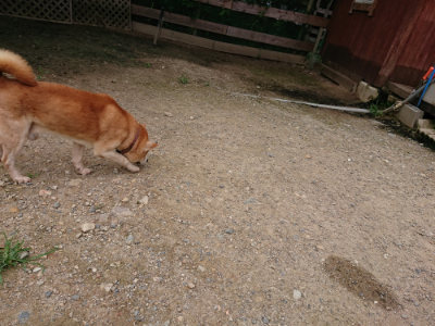f:id:roukenhome-ann:20190705213026j:plain
