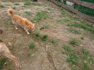 f:id:roukenhome-ann:20190705213133j:plain
