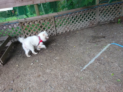 f:id:roukenhome-ann:20190705213411j:plain