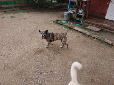 f:id:roukenhome-ann:20190705213456j:plain