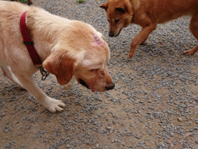 f:id:roukenhome-ann:20190705213522j:plain
