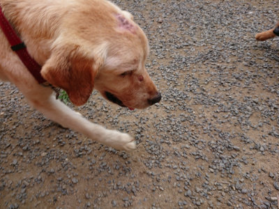 f:id:roukenhome-ann:20190705213547j:plain