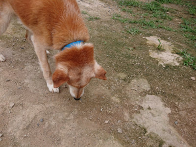 f:id:roukenhome-ann:20190705213612j:plain