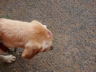 f:id:roukenhome-ann:20190705213631j:plain