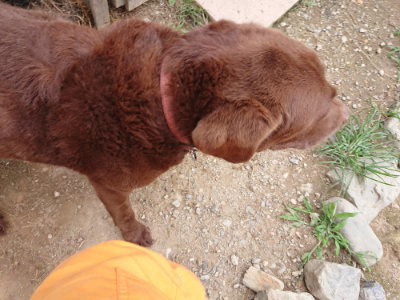 f:id:roukenhome-ann:20190705213634j:plain
