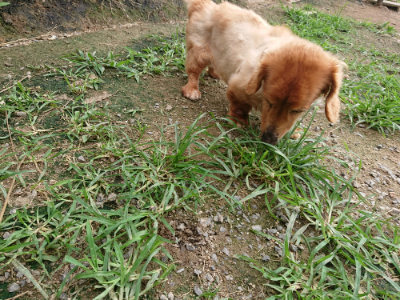 f:id:roukenhome-ann:20190707083334j:plain