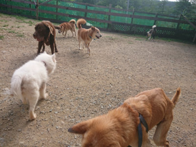 f:id:roukenhome-ann:20190707083519j:plain